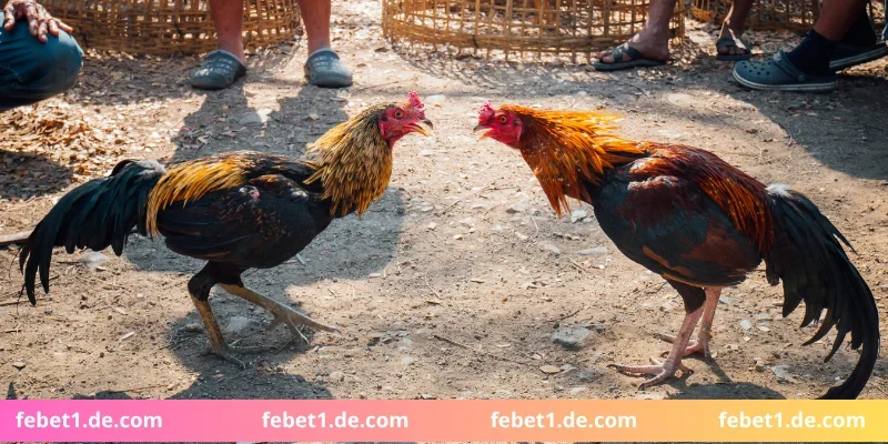Đăng ký chơi đá gà trực tuyến chi tiết
